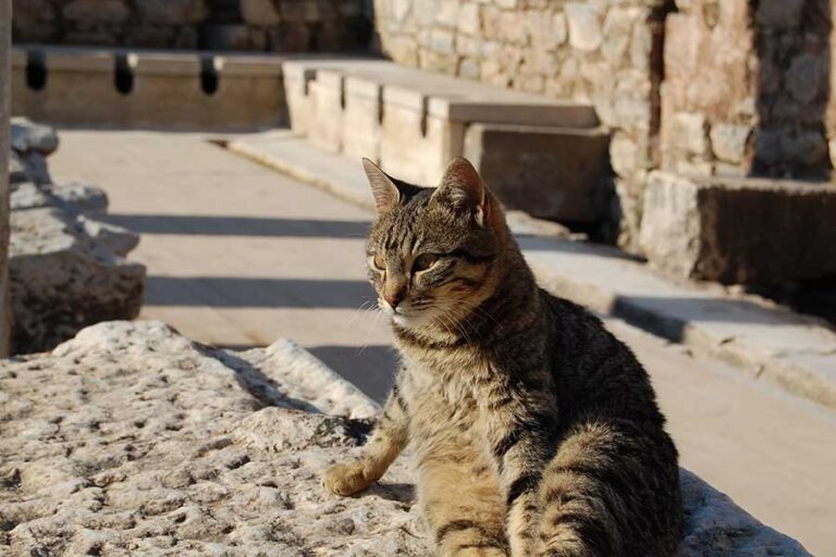 HALF DAY EPHESUS TOUR